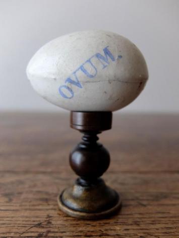 Egg Model 【OVUM】 (A0417)
