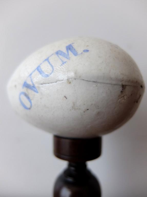 Egg Model 【OVUM】 (A0417)