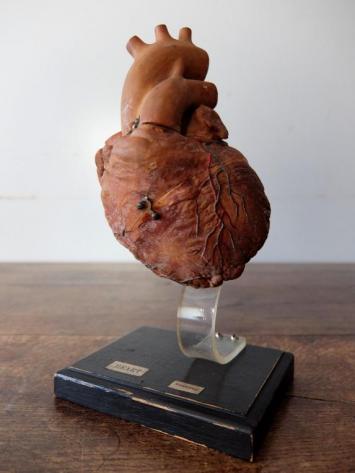 Anatomical Model 【Heart】 (A0420)