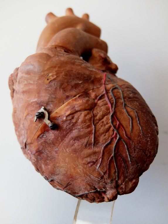 Anatomical Model 【Heart】 (A0420)