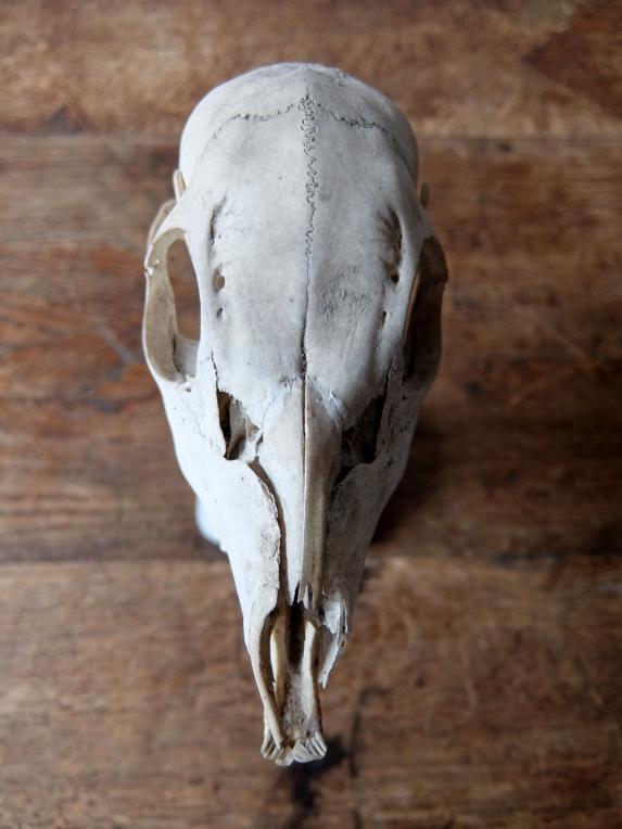 Skull Display 【Deer】 (A0516)