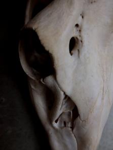 Skull (Deer) (A0214)