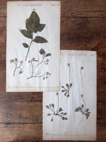 Herbarium (A0915-18)