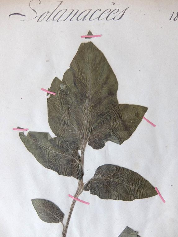 Herbarium (A0915-18)