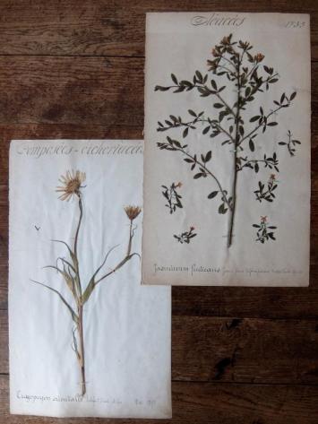 Herbarium (A0915-19)