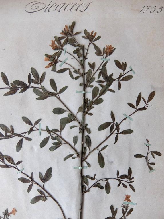 Herbarium (A0915-19)