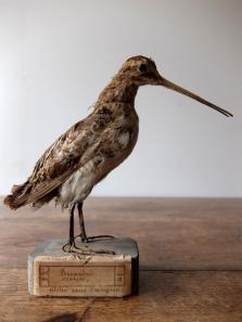 Taxidermy (Bird) (D0516)