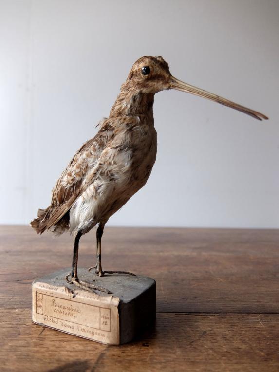 Taxidermy (Bird) (D0516)