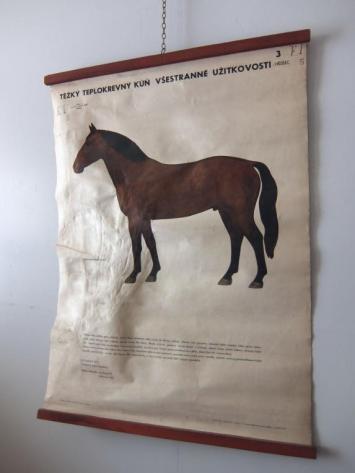 Hanging Scroll (Horse) (B0515)