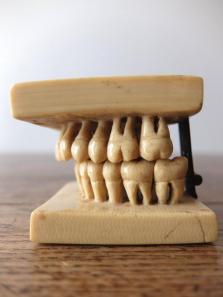 Dental Display Teeth (A0517)