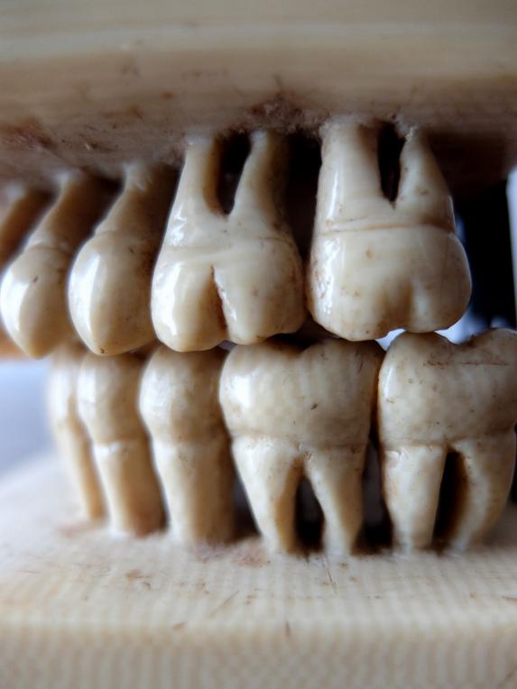 Dental Display Teeth (A0517)