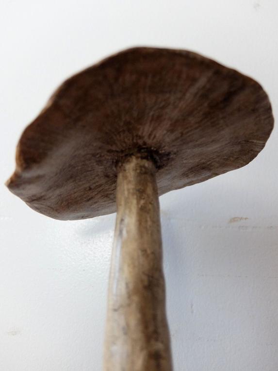Mushroom Model (B0320-02)