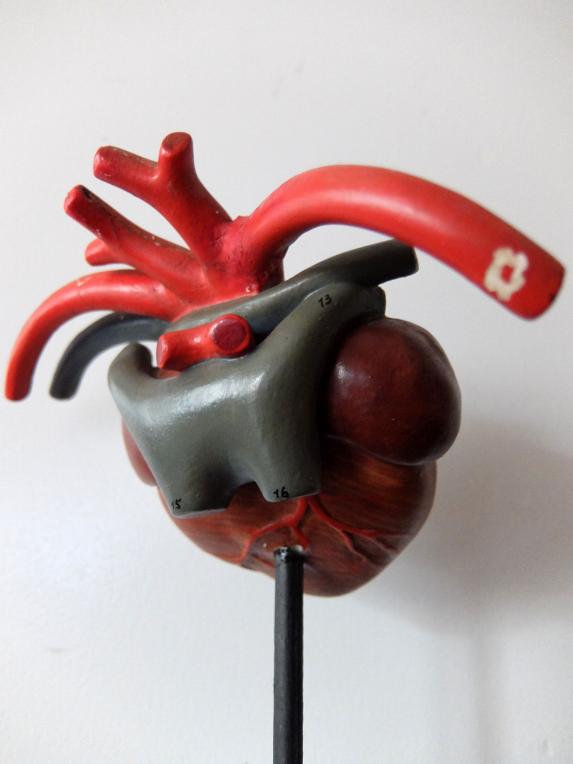 Anatomical Model 【Heart】 (A0621)
