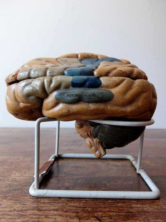 Anatomical Model 【Brain】 (A0517)