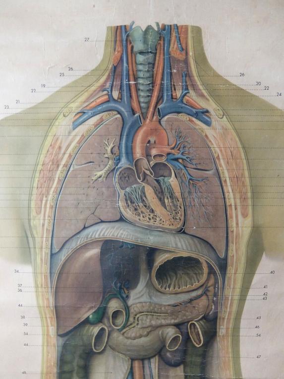 Anatomical Chart (A0621-02)