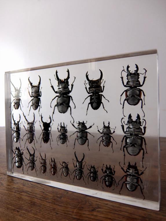 Insect Specimen 【21 Stag Beetles】 (A0615)