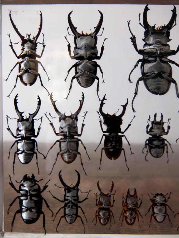 Insect Specimen 【21 Stag Beetles】 (A0615)