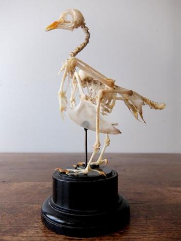 Skeletal Specimen (Bird) (E0518)