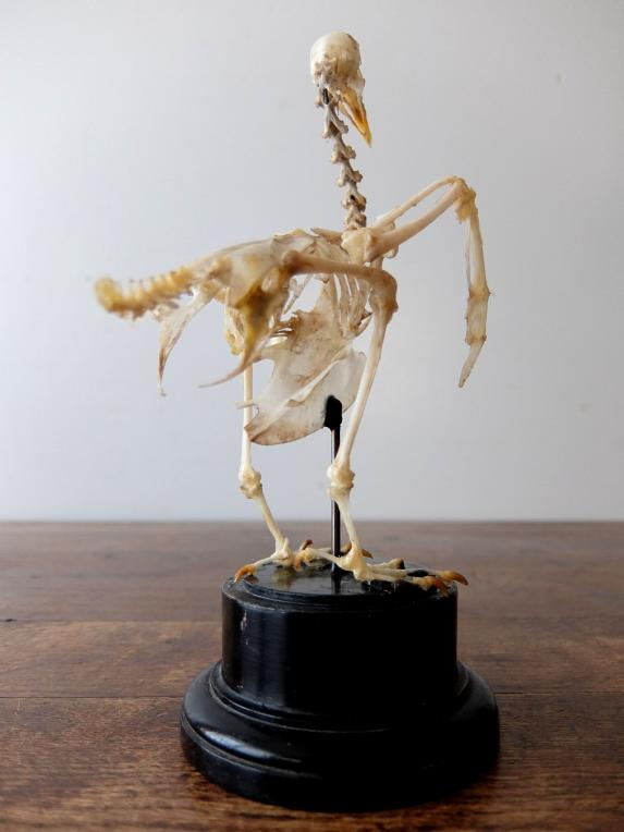 Skeletal Specimen (Bird) (E0518)