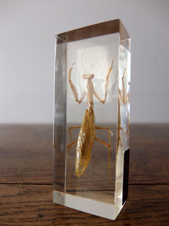 Insect Specimen 【Mantis & Walking Stick】 (E,F0615)