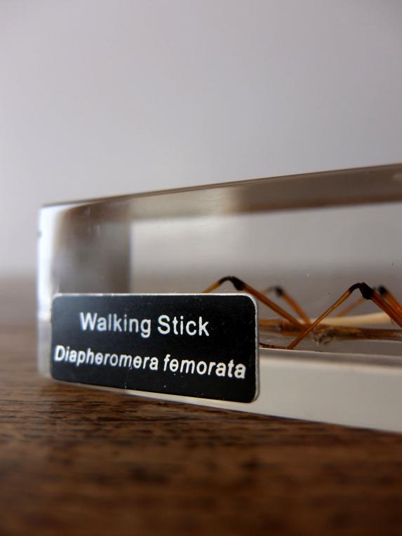 Insect Specimen 【Mantis & Walking Stick】 (E,F0615)