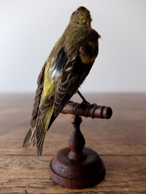 Taxidermy (Bird) (B0617)