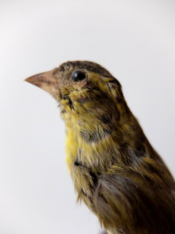 Taxidermy (Bird) (B0617)