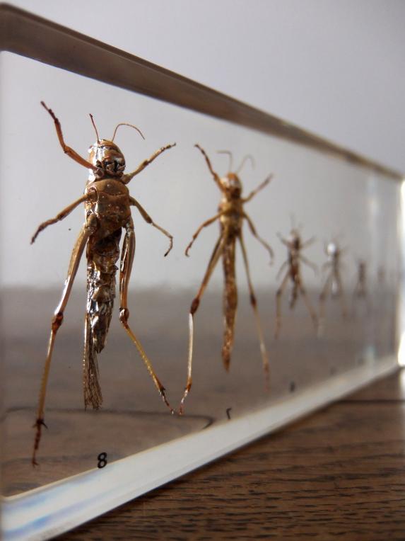 Insect Specimen 【Grasshopper】 (C0615)
