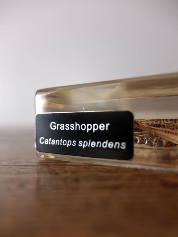 Insect Specimen 【Grasshopper】 (C0615)
