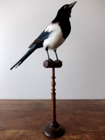 Taxidermy (Bird) (A0617)
