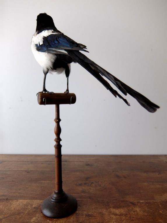 Taxidermy (Bird) (A0617)