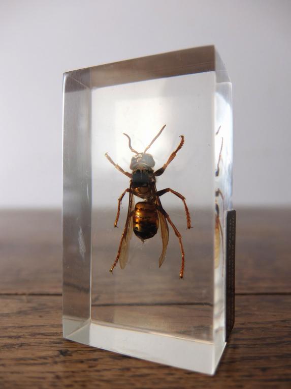Insect Specimen 【Hornet & Shield Bug】 (G,H0615)