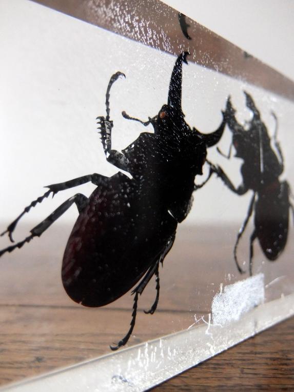 Insect Specimen 【2 Stag Beetles】 (D0615)