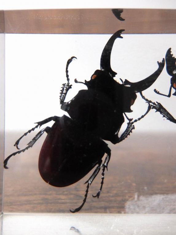 Insect Specimen 【2 Stag Beetles】 (D0615)