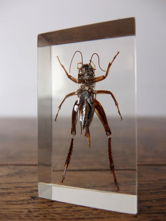 Insect Specimen 【Stag Beetle & Cricket】 (I,J0615)