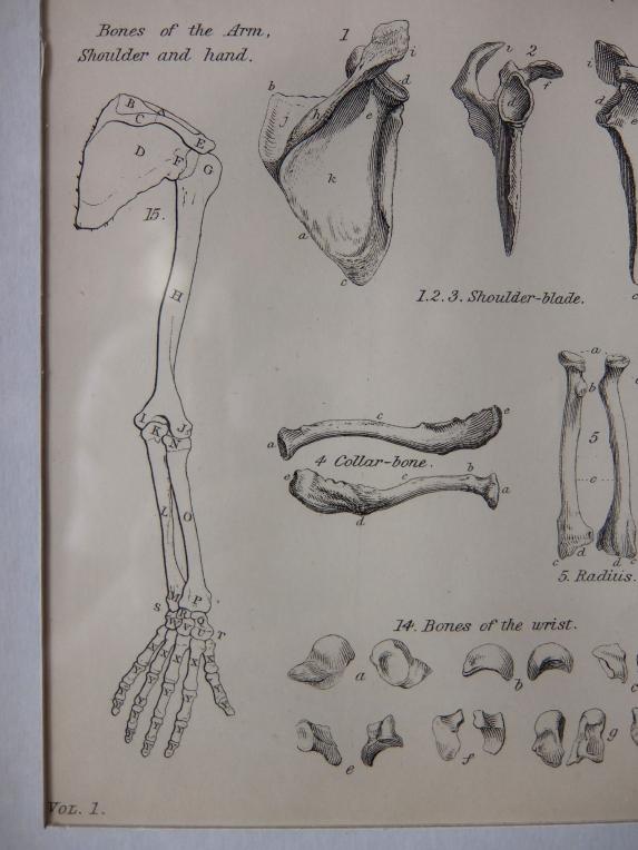 Anatomical Drawing (A0615)