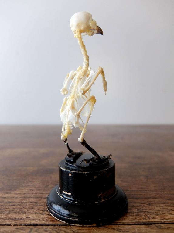 Skeletal Specimen (Bird) (C0518)