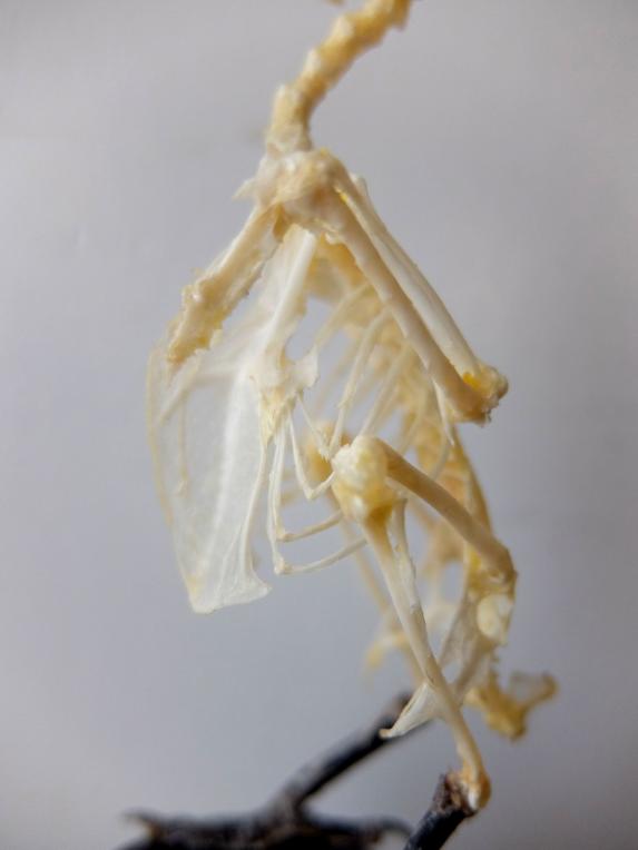 Skeletal Specimen (Bird) (C0518)
