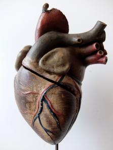Anatomical Model 【Heart】 (A0517)