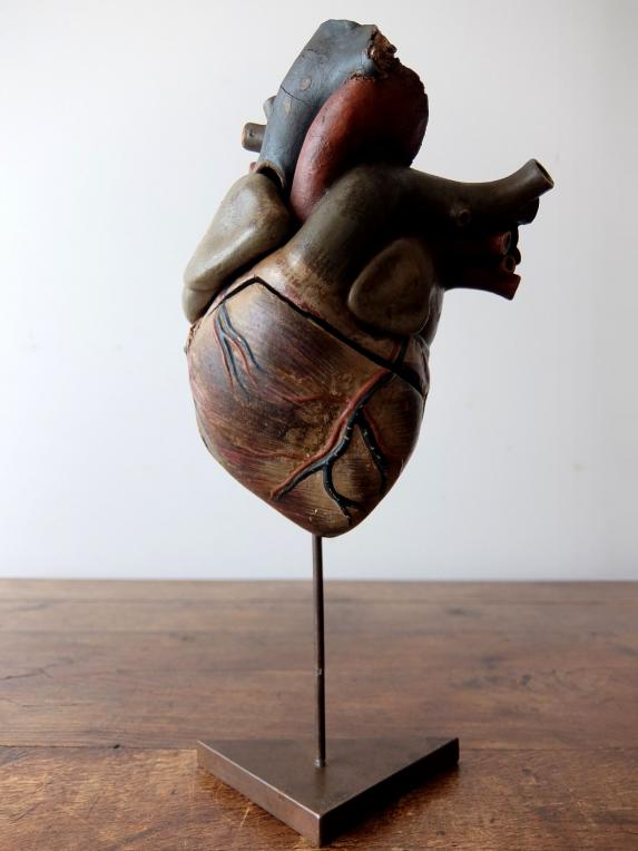 Anatomical Model 【Heart】 (A0517)