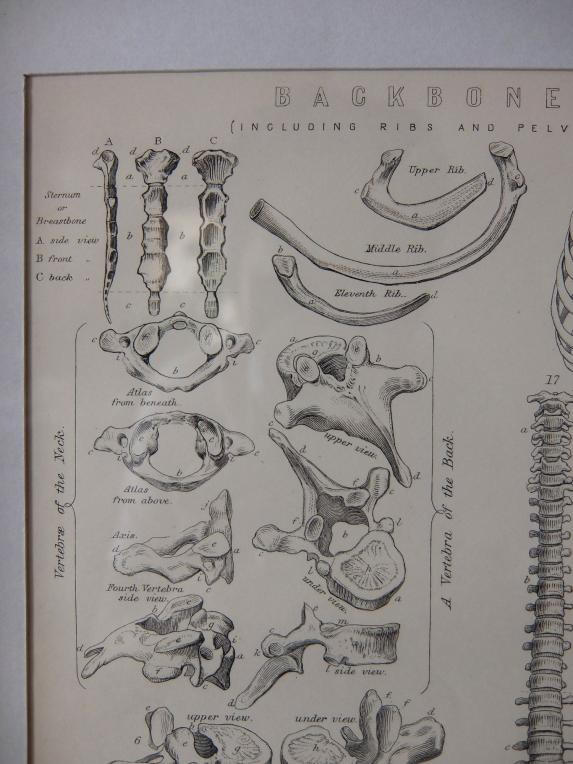 Anatomical Drawing (C0615)