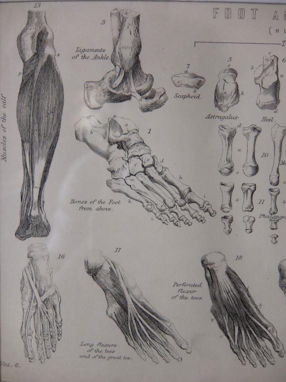 Anatomical Drawing (D0615)