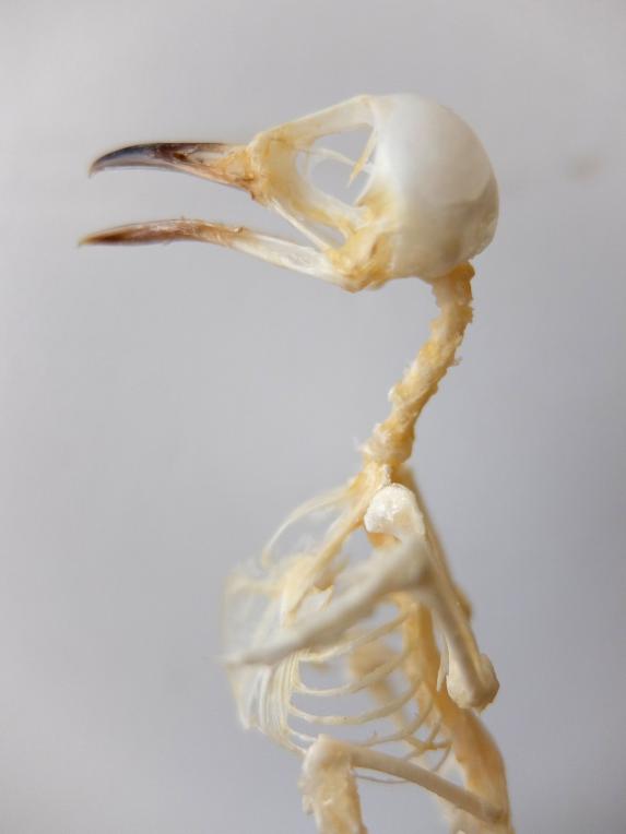 Skeletal Specimen (Bird) (B0518)
