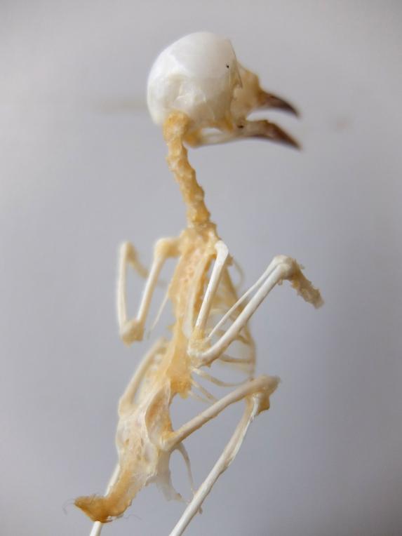 Skeletal Specimen (Bird) (B0518)