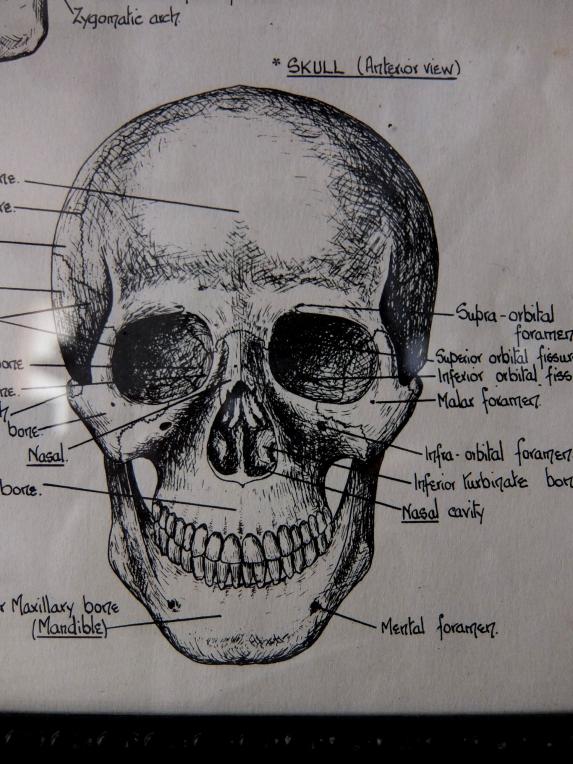 Picture (Skull) (B0414)
