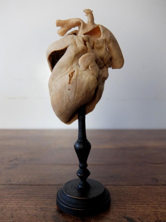 Anatomical Model 【Heart】 (A0821)