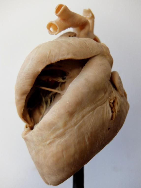 Anatomical Model 【Heart】 (A0821)