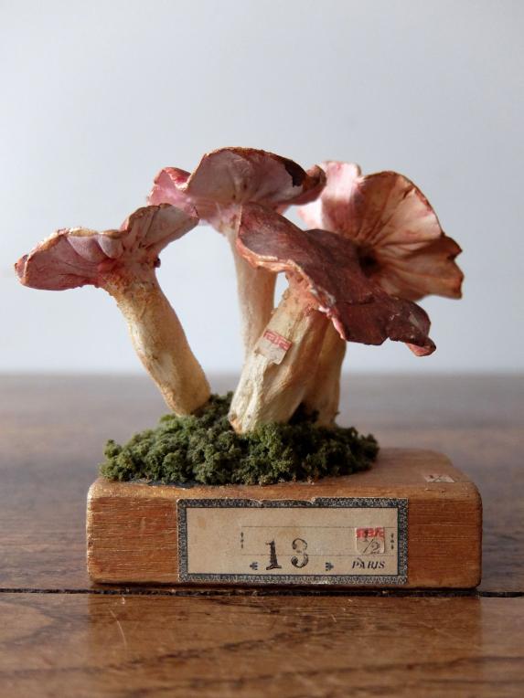 Mushroom Model (A0821)