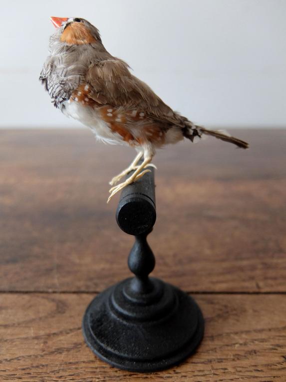 Taxidermy (Bird) (A0821-01)