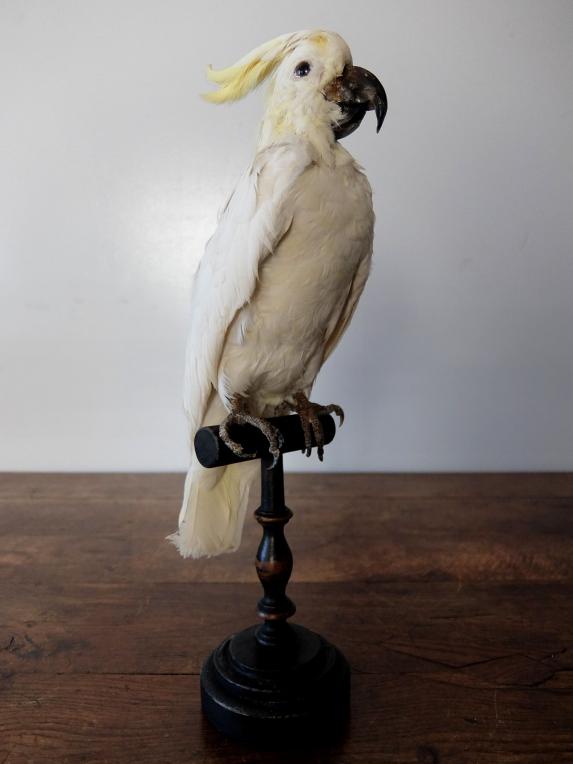 Taxidermy (Bird) (A0821-03)